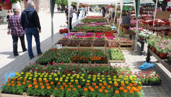 САЈАМ ЦВЕЋА У СМЕДЕРЕВСКОЈ ПАЛАНЦИ: Наредни викенд у знаку цвећа САЈАМ ЦВЕЋА У СМЕДЕРЕВСКОЈ ПАЛАНЦИ: Наредни викенд у знаку цвећа