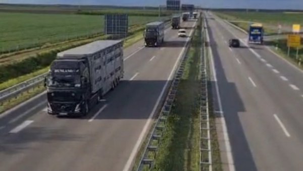 Отворено још једно тржиште: Србија извезла 8 хиљада јагњади у Либију